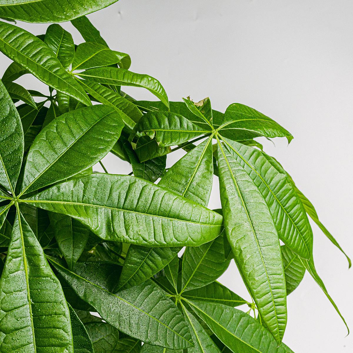 Pachira Aquatica - Strom štěstí picture 4