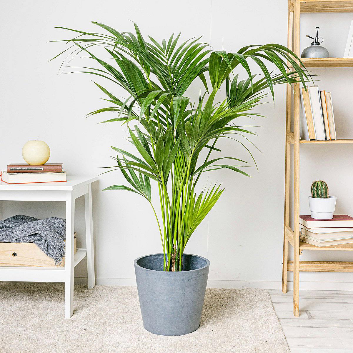 Kentia Palm - Rajská palma picture 1