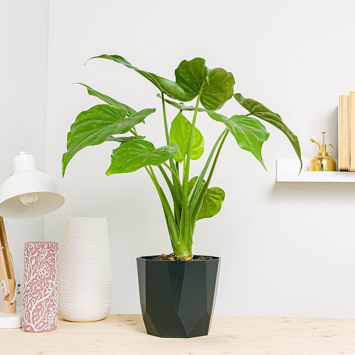 Elefantøre Alocasia picture 1