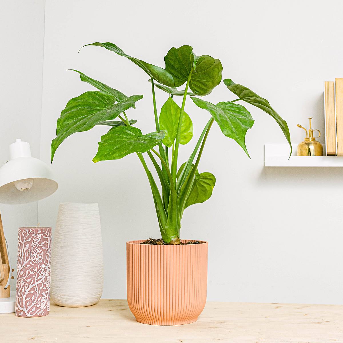 Elefantøre Alocasia picture 2