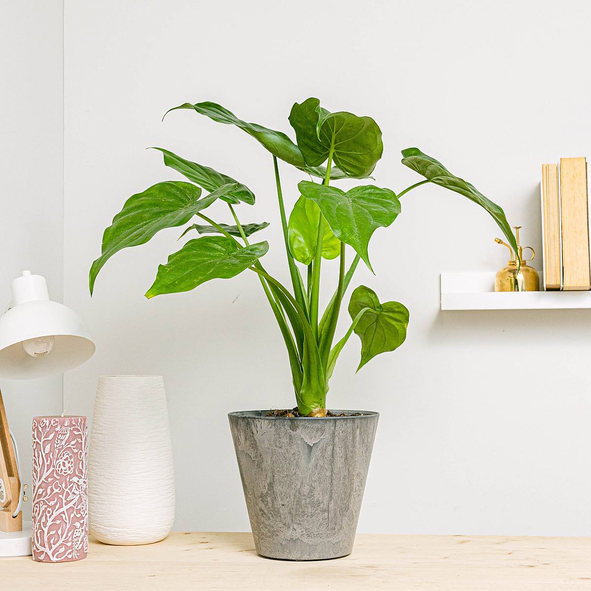 Elefantøre Alocasia picture 3