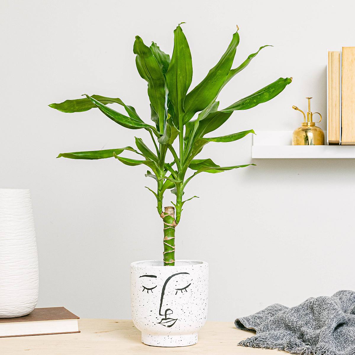 Brazilská kulatina - okrasná picture 0