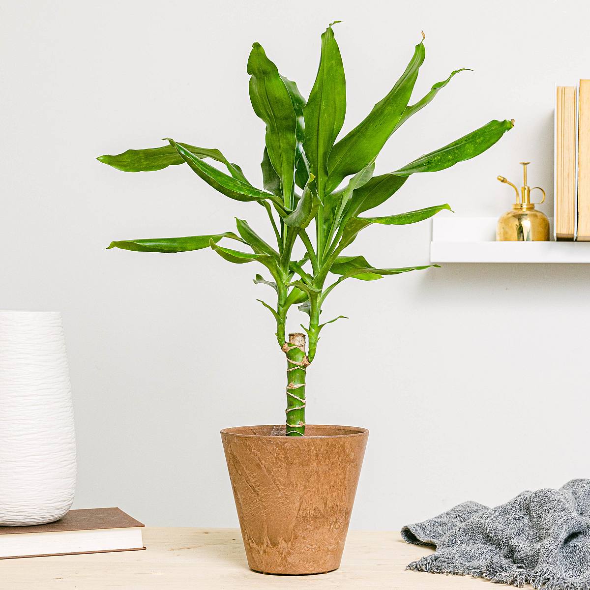 Brazilská kulatina - okrasná picture 1