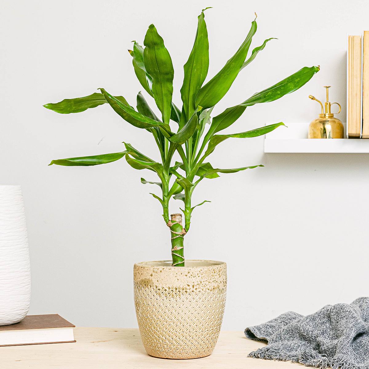 Brazilská kulatina - okrasná picture 2