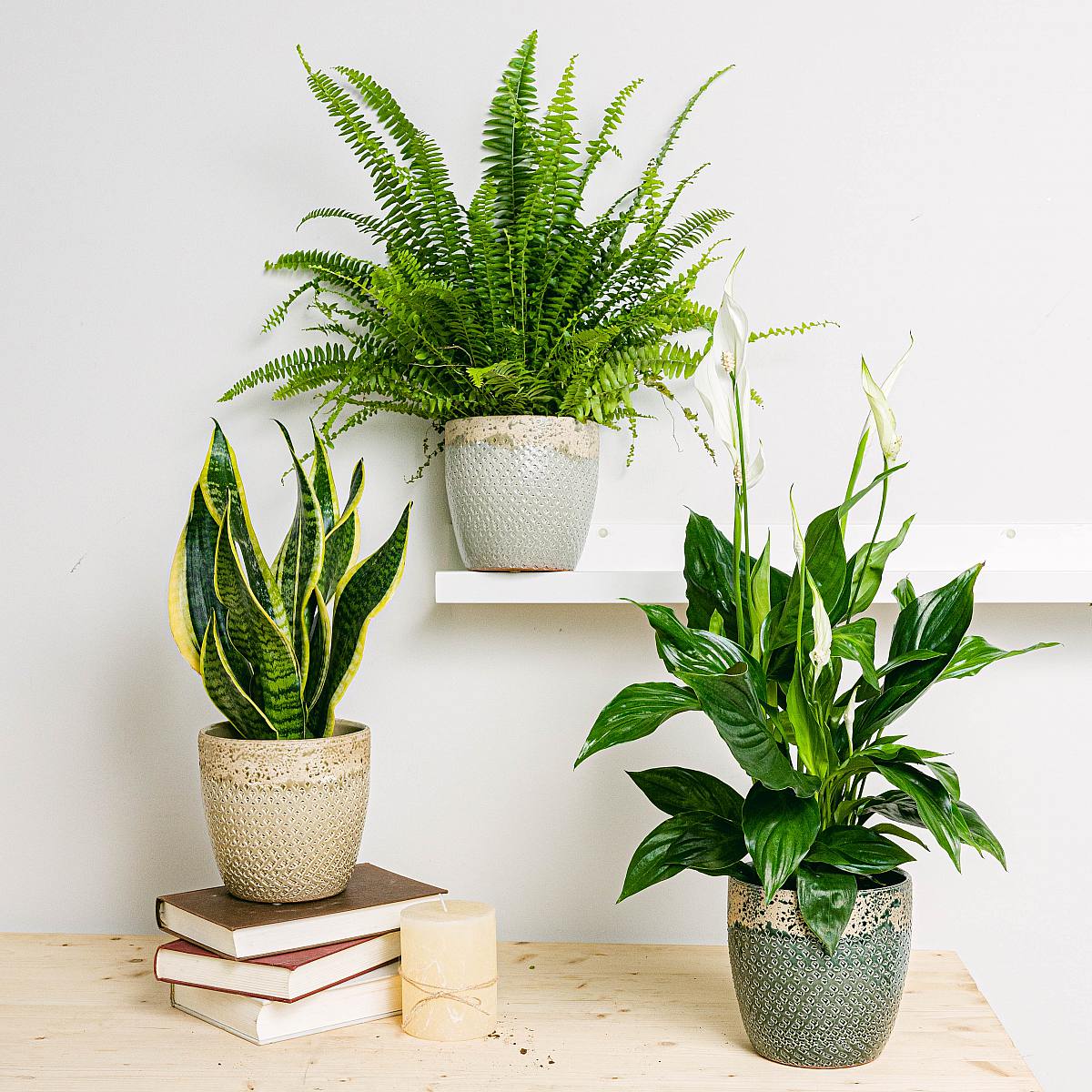 Trio rostlin: Sladké sny picture 1