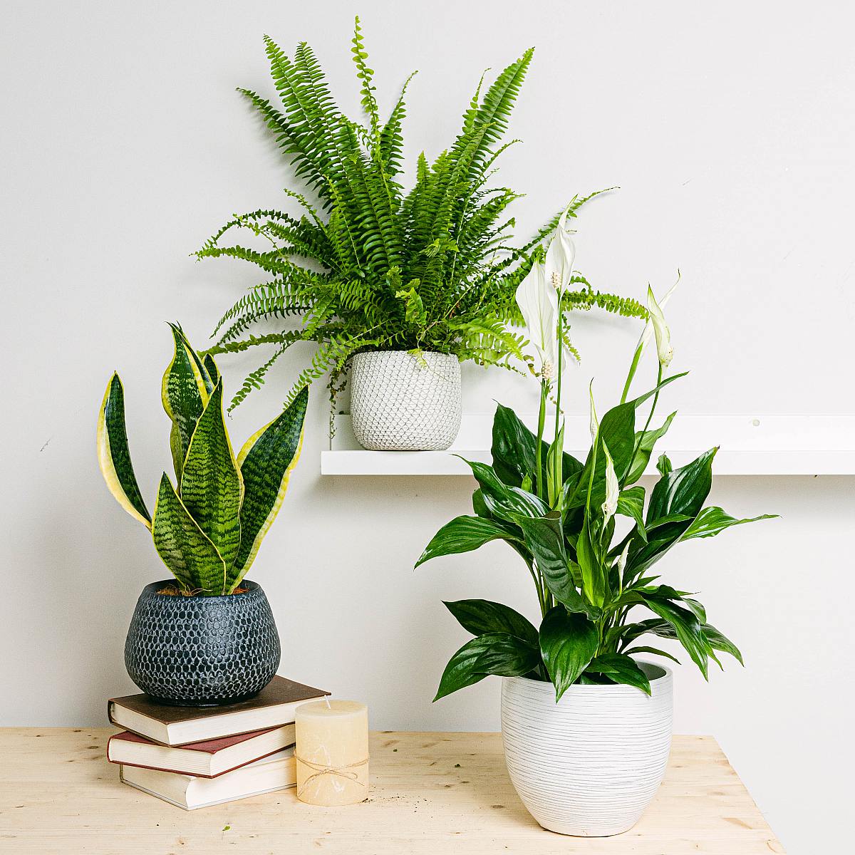 Trio rostlin: Sladké sny picture 2