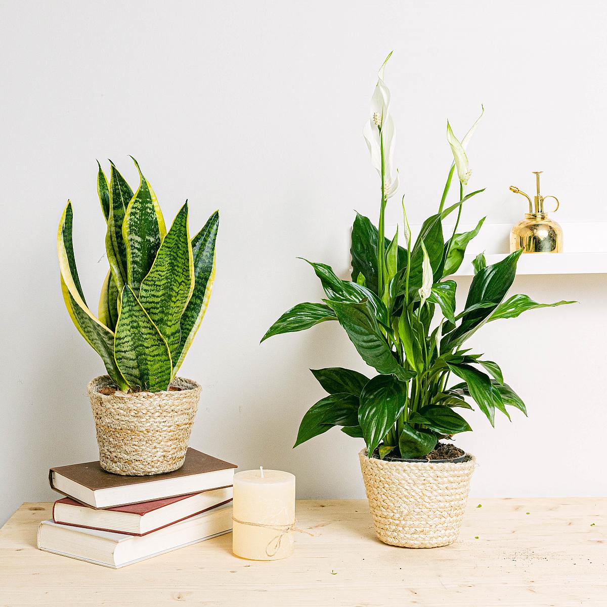 Kyslíkové čerpadlo Duo picture 2