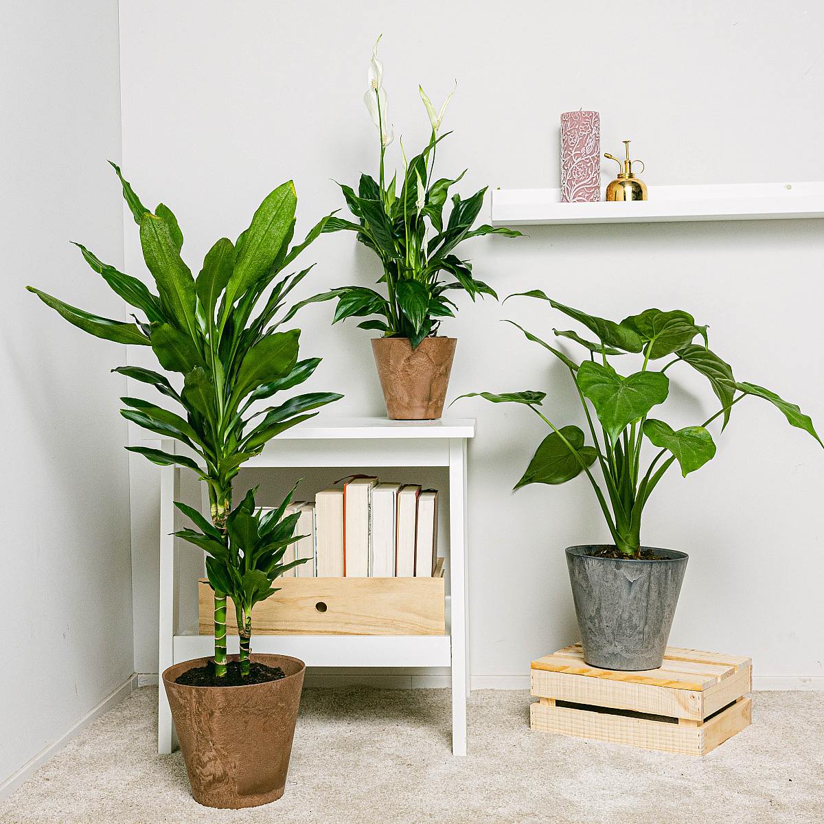 Las Purificadoras Altas Trio rostlin picture 1