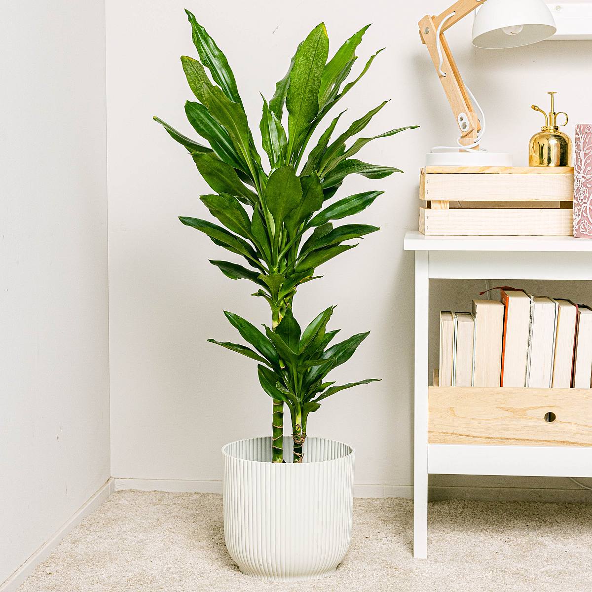 Braziliaanse stam - Sierhout picture 1