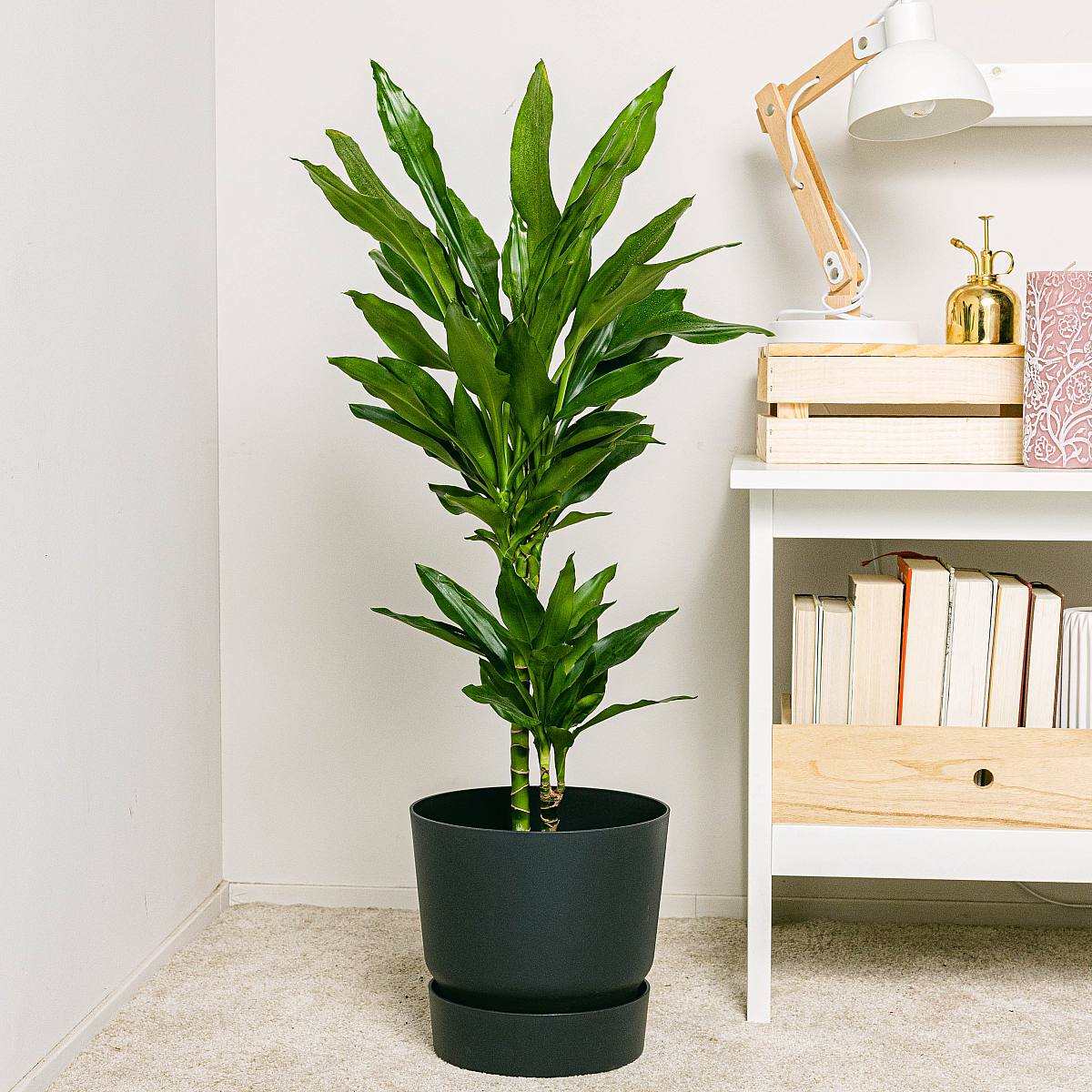 Braziliaanse stam - Sierhout picture 2