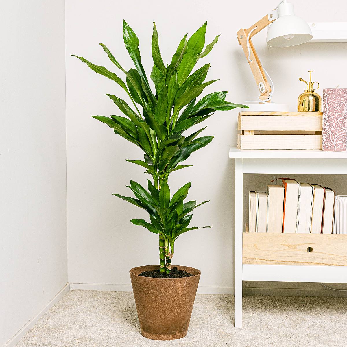 Braziliaanse stam - Sierhout picture 4