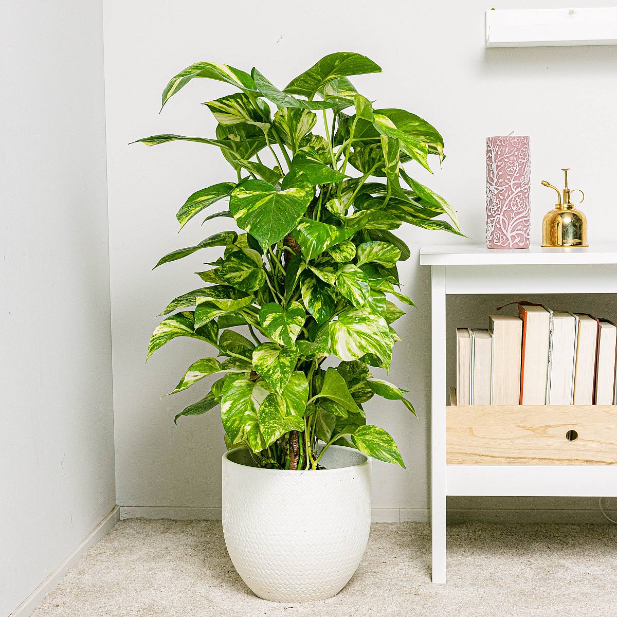 Potos - Snelle groei picture 0