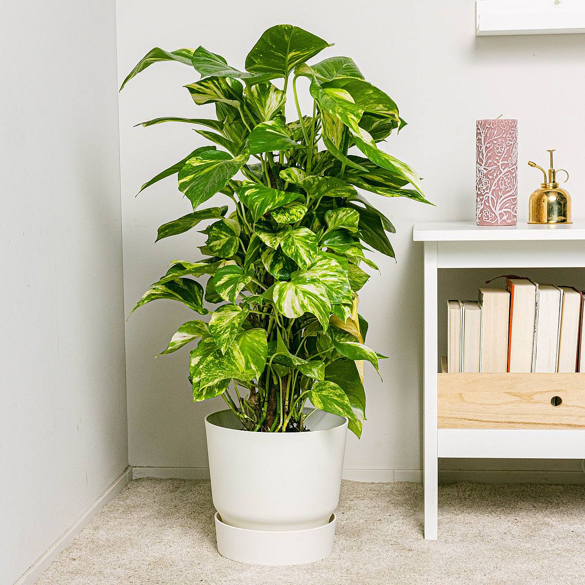 Potos - Snelle groei picture 2