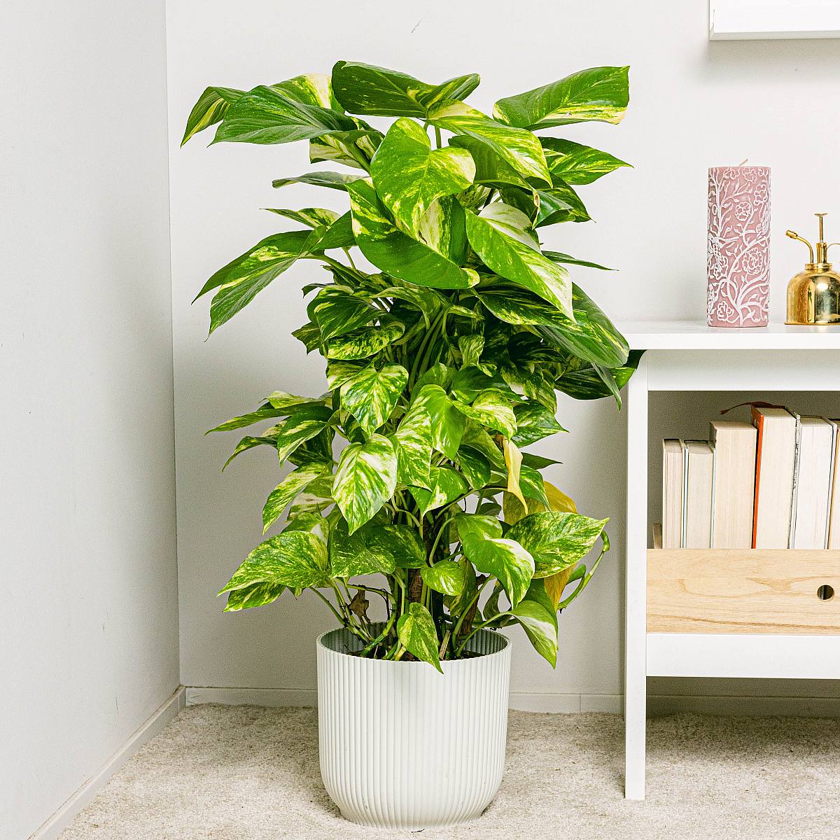 Potos - Snelle groei picture 3