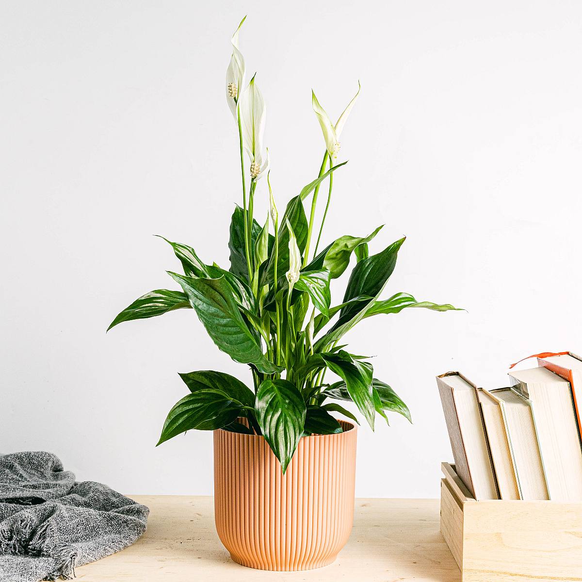 Fredslilje picture 4