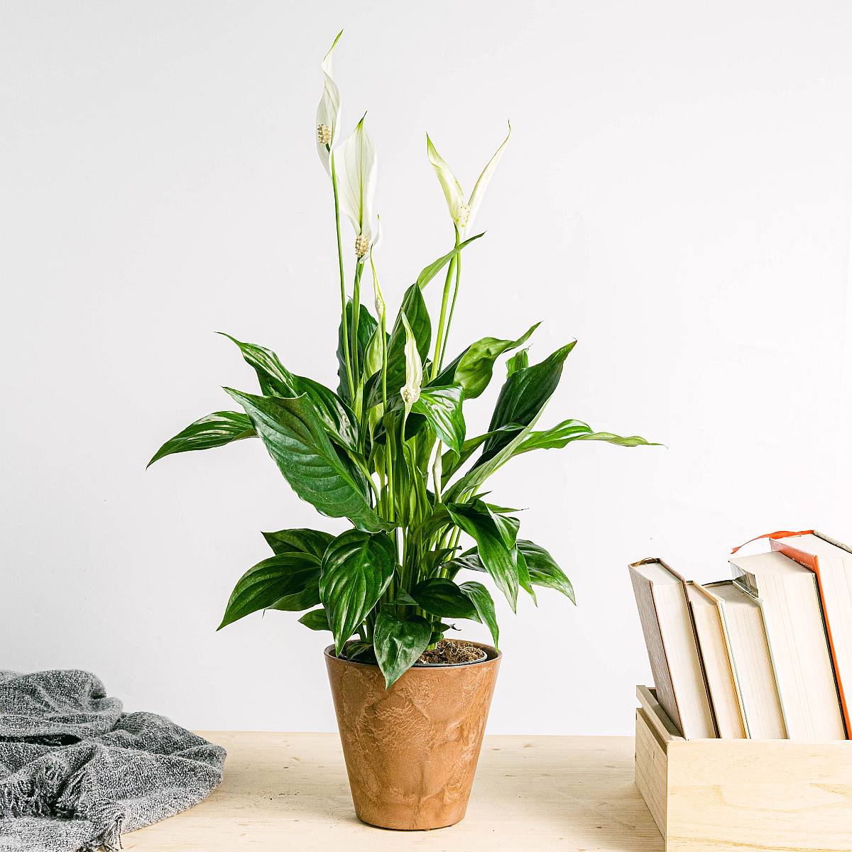 Fredslilje picture 2