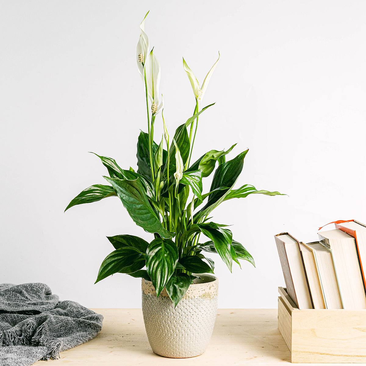 Plantadora de Quito - M/15cm picture 3