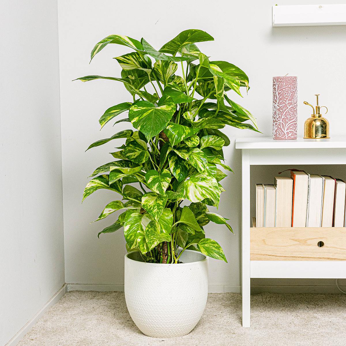 Rio Pot - XL/22cm picture 3