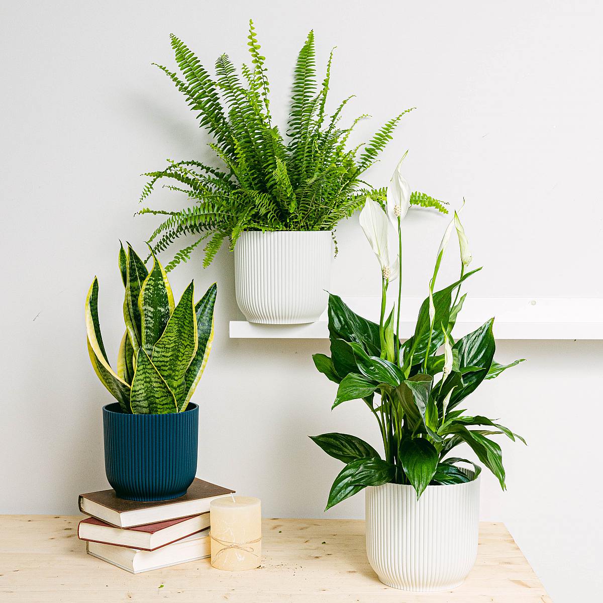 Chill plantenbak trio picture 3