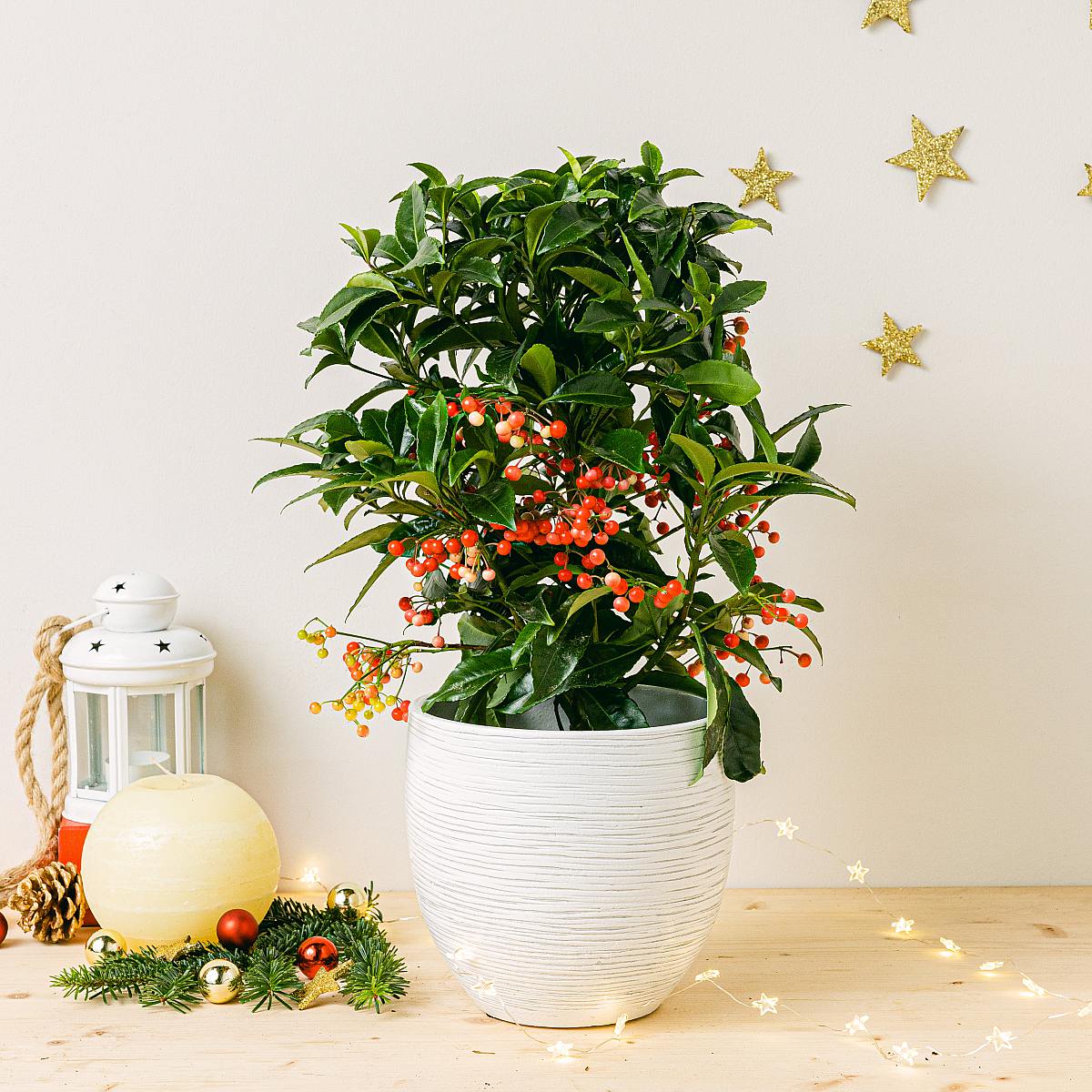 Kenya Planter - M/15cm picture 2