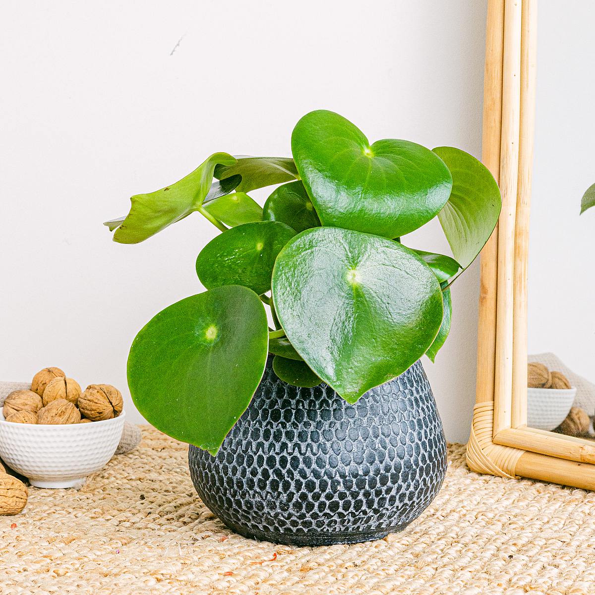 Macetero Kyoto - S/12cm picture 3