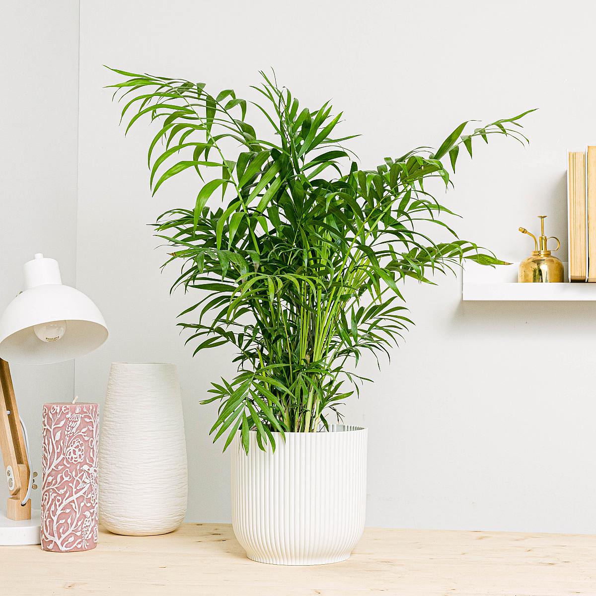 Toronto Planter - L/18cm picture 2