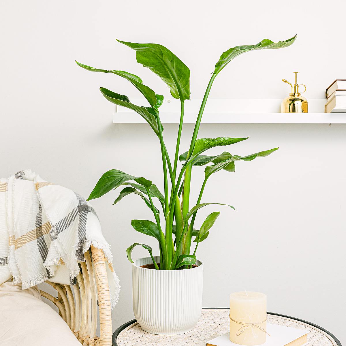 Toronto Planter - L/18cm picture 3