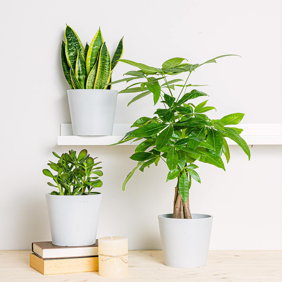 Set Vasi Amsterdam - ECO M/15cm picture 2