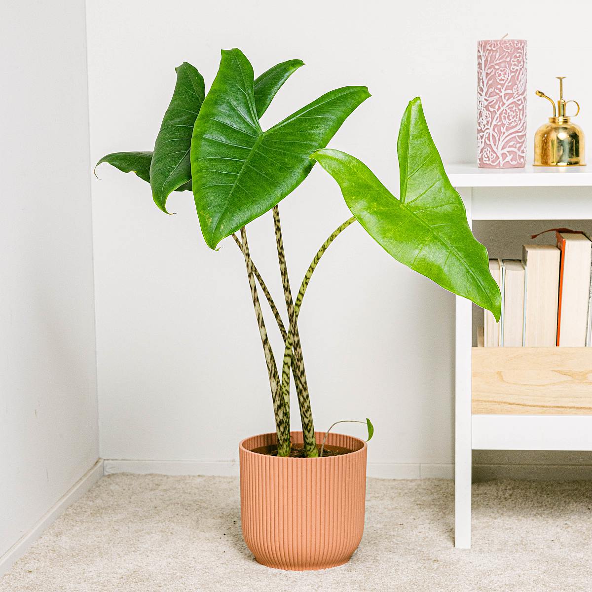 Atlanta Bloembak - L/18cm picture 4