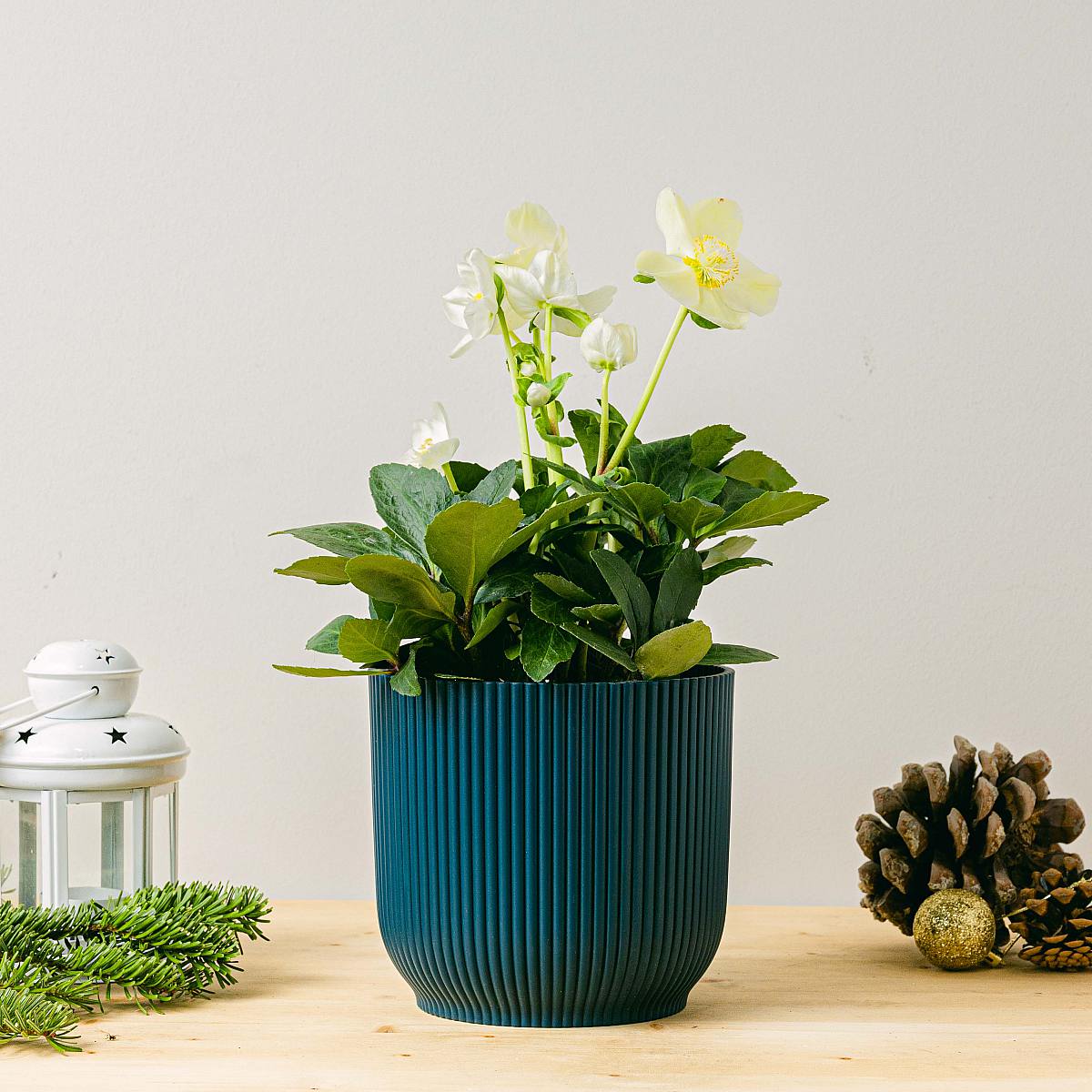 Сажалка из Стокгольма - M/15 см picture 3