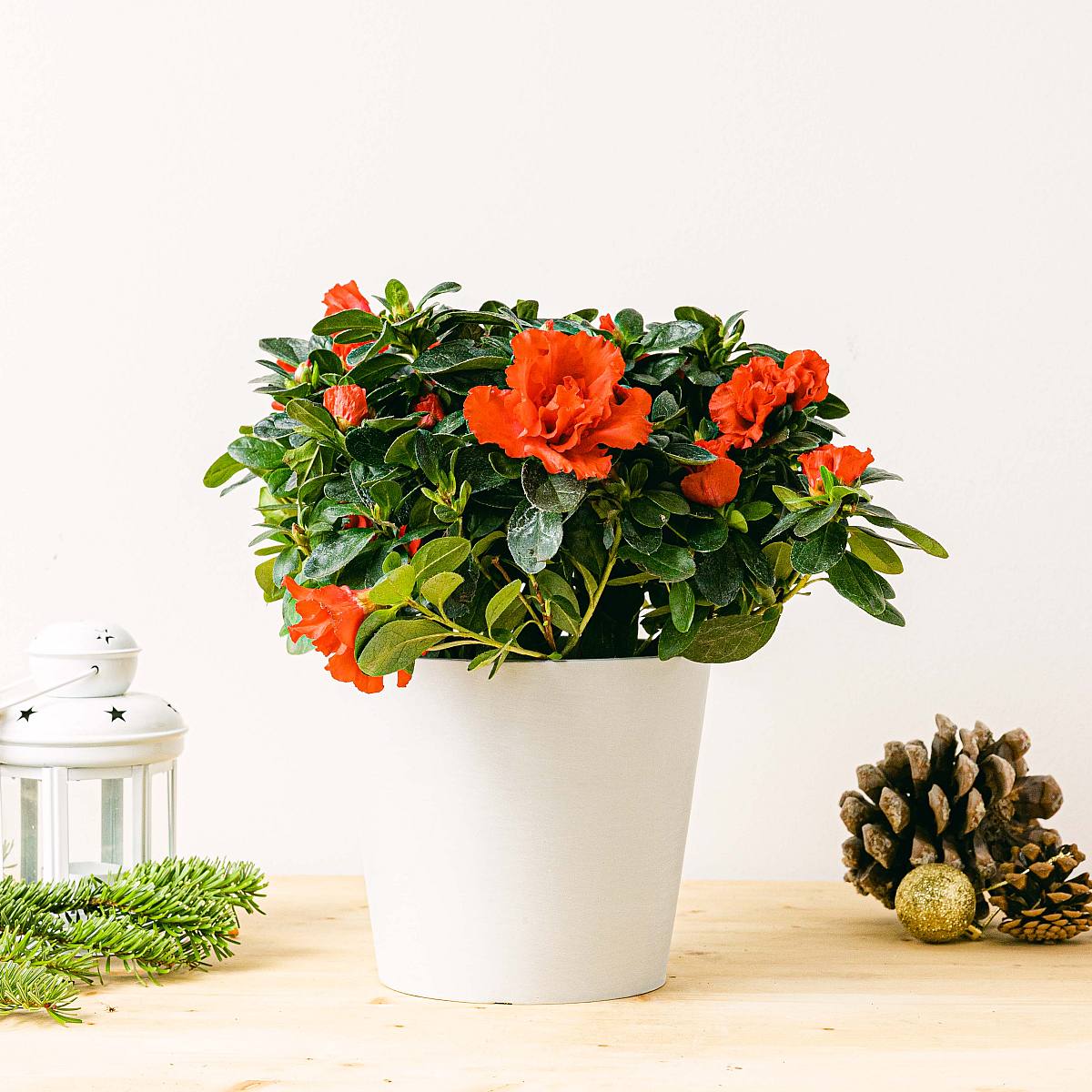 Amsterdam Plantenbak - M/15cm picture 3