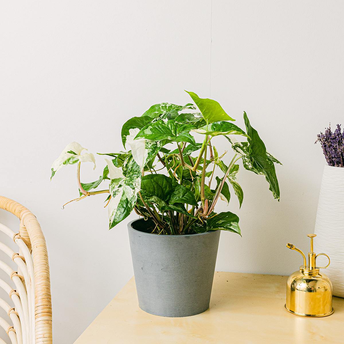 Sázecí květináč Amsterdam - M/15cm picture 2