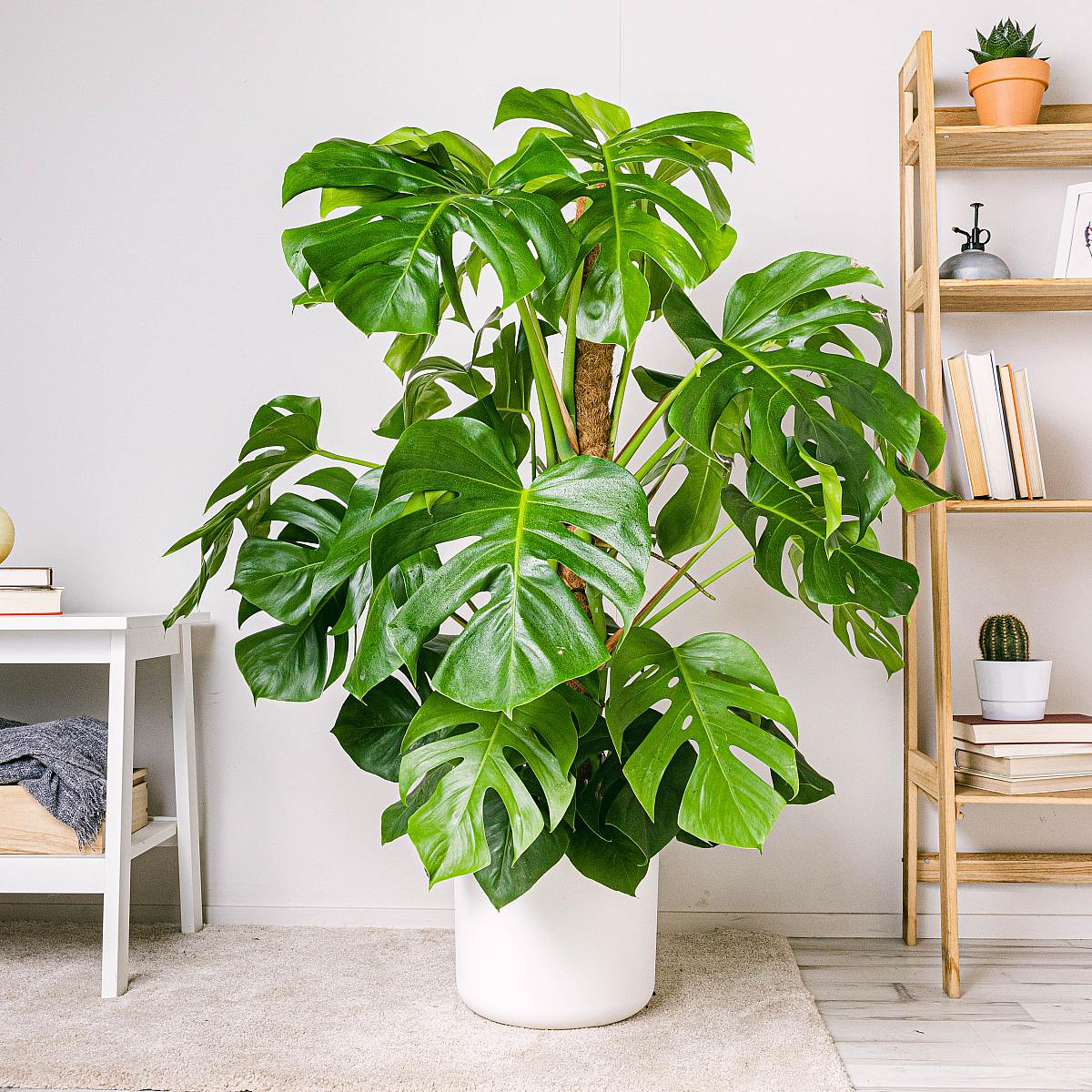 Turin Flowerpot -XXL/29cm picture 2