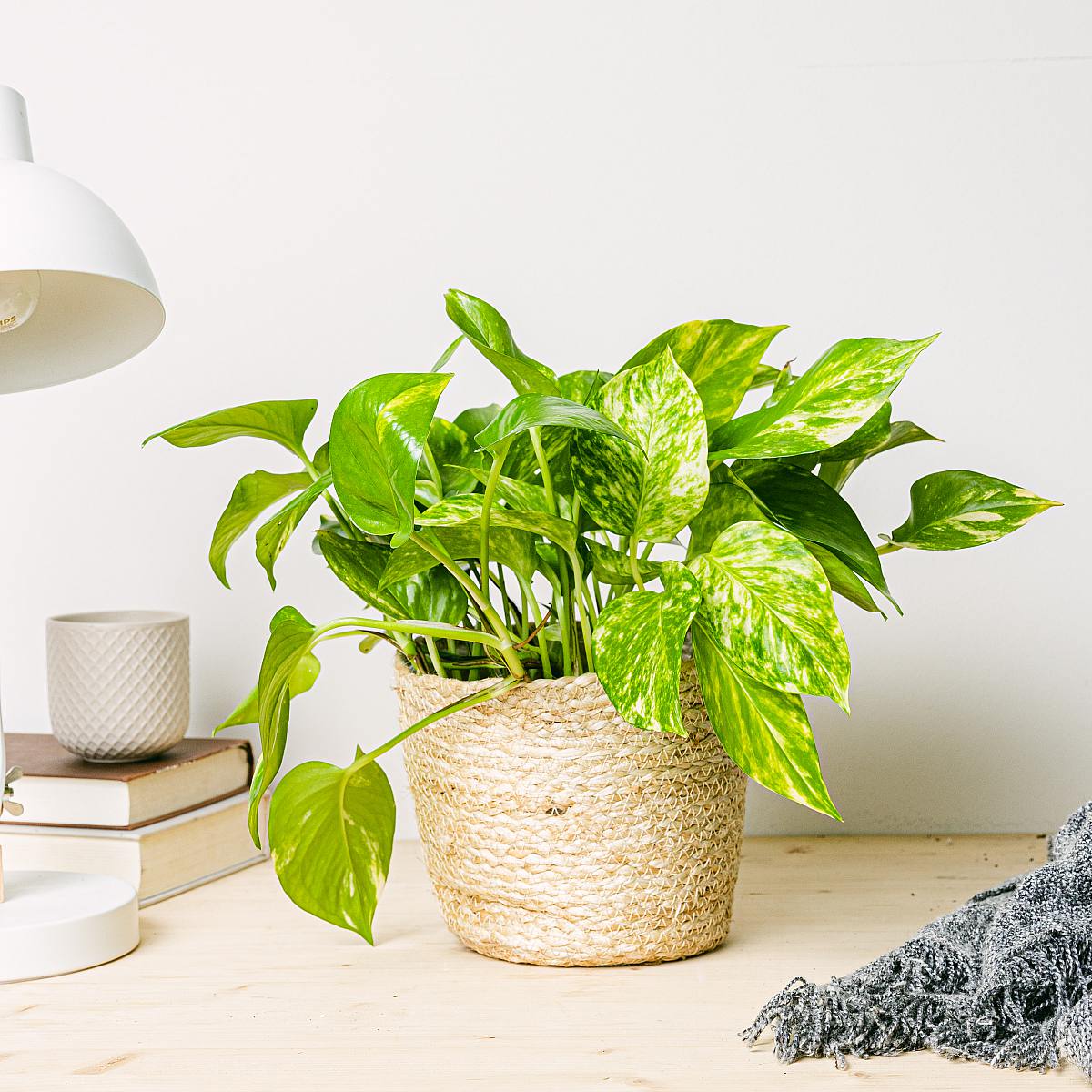 Nauru Basket - M/18cm picture 3