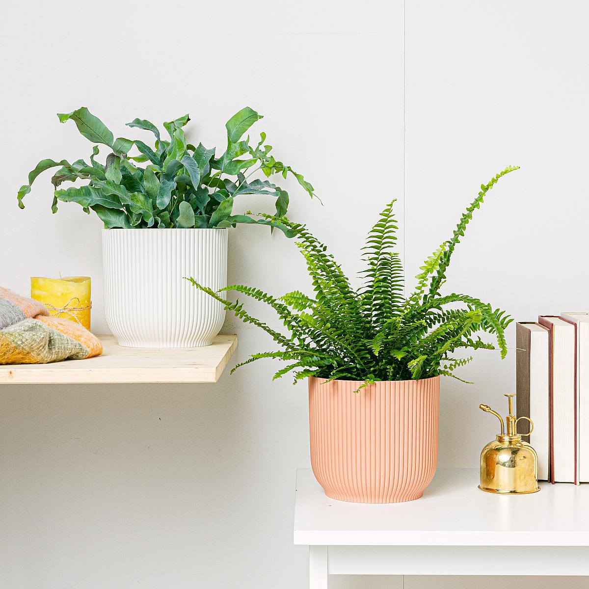 Duo di Felci picture 1