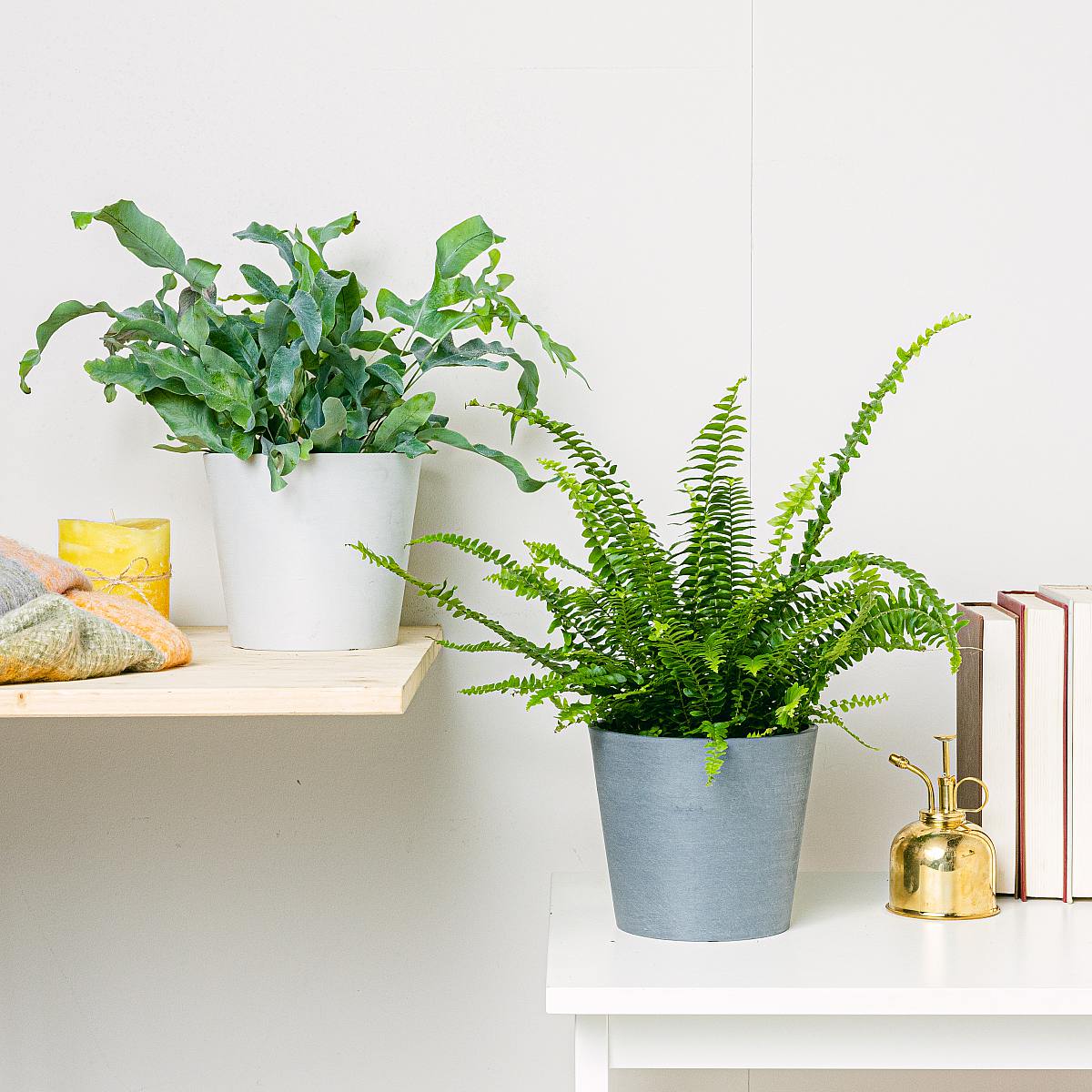 Duo di Felci picture 2