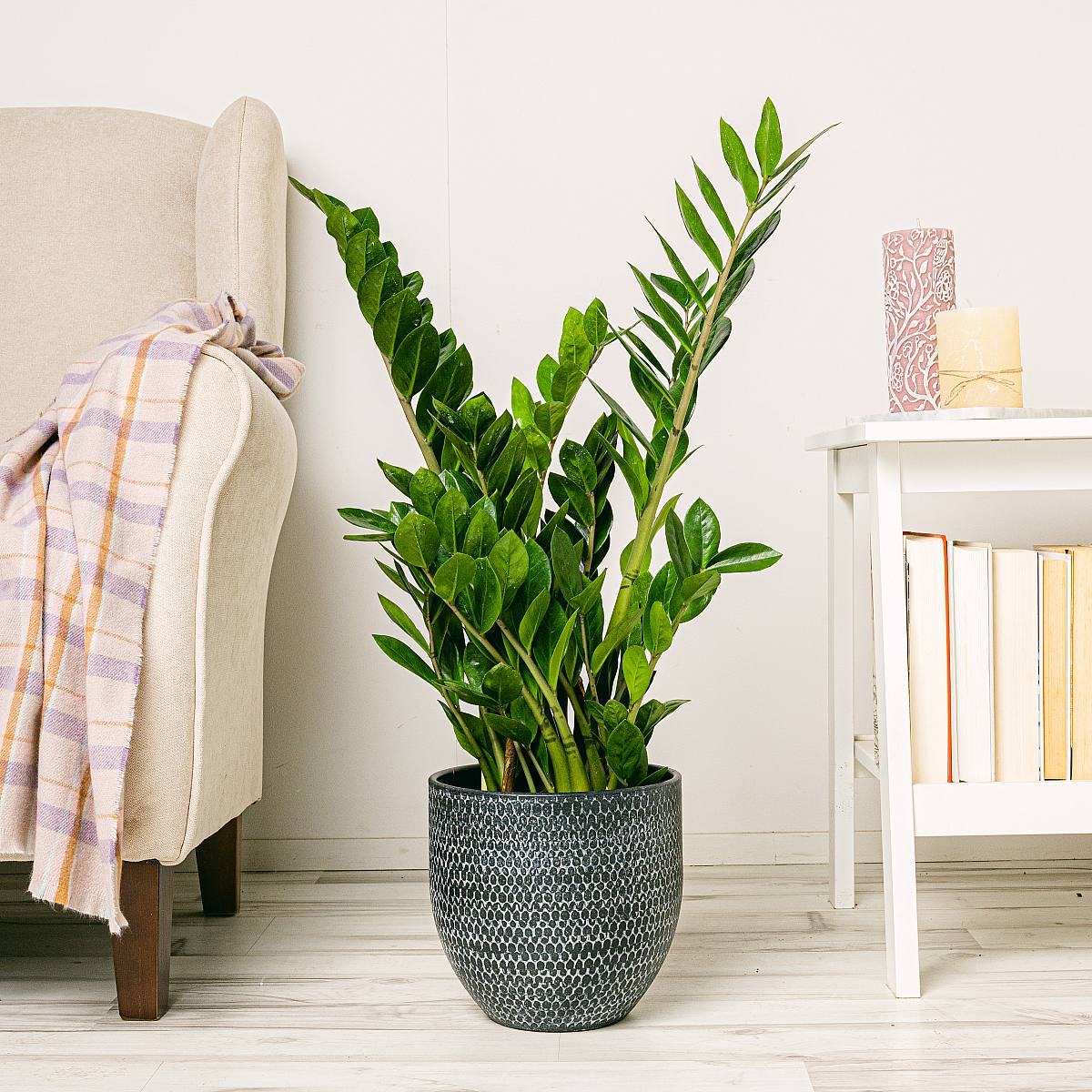 Havraní závod (ZZ) XL picture 1