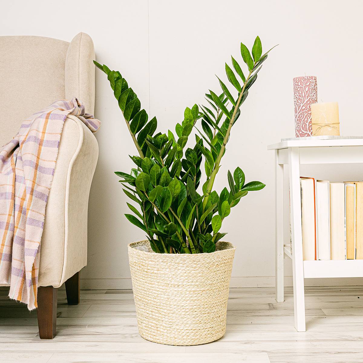 Havraní závod (ZZ) XL picture 4