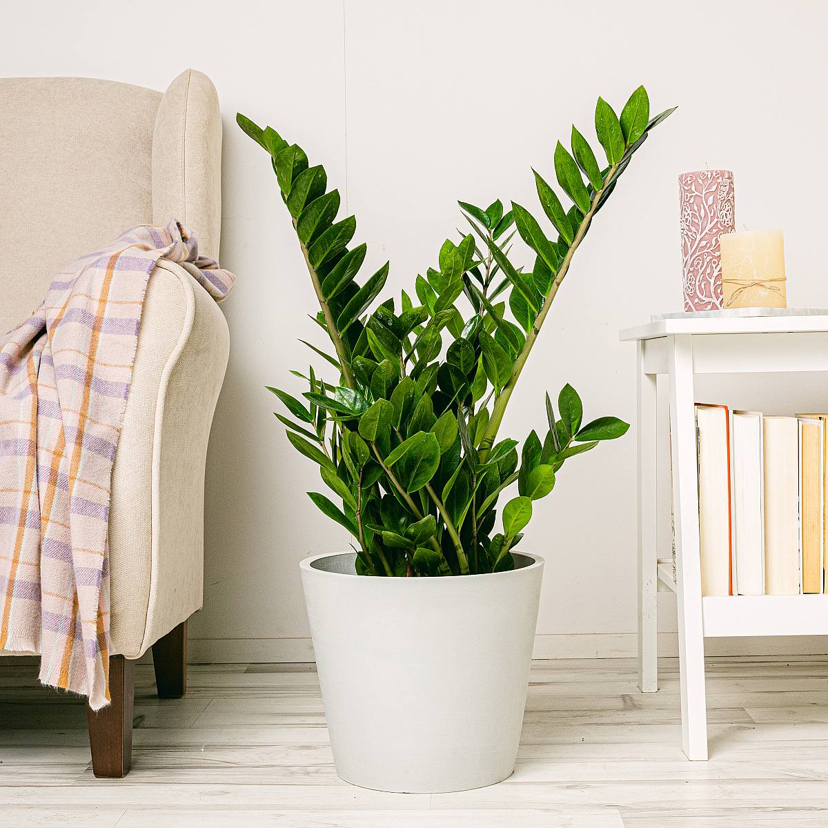 Havraní závod (ZZ) XL picture 3