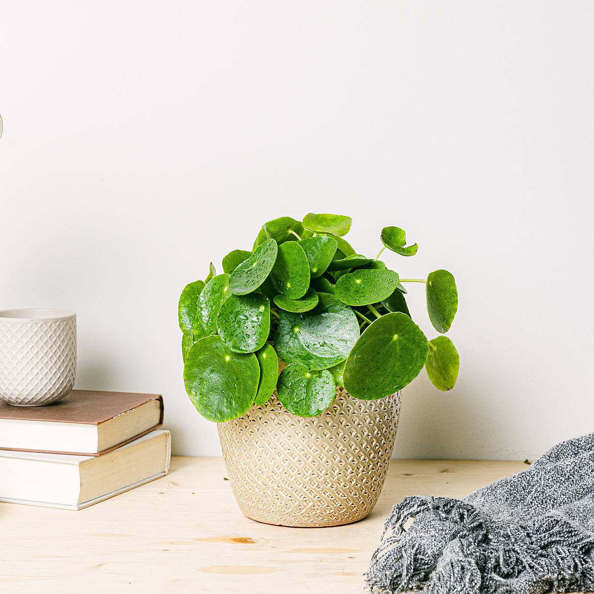 Kinesisk penningväxt picture 1