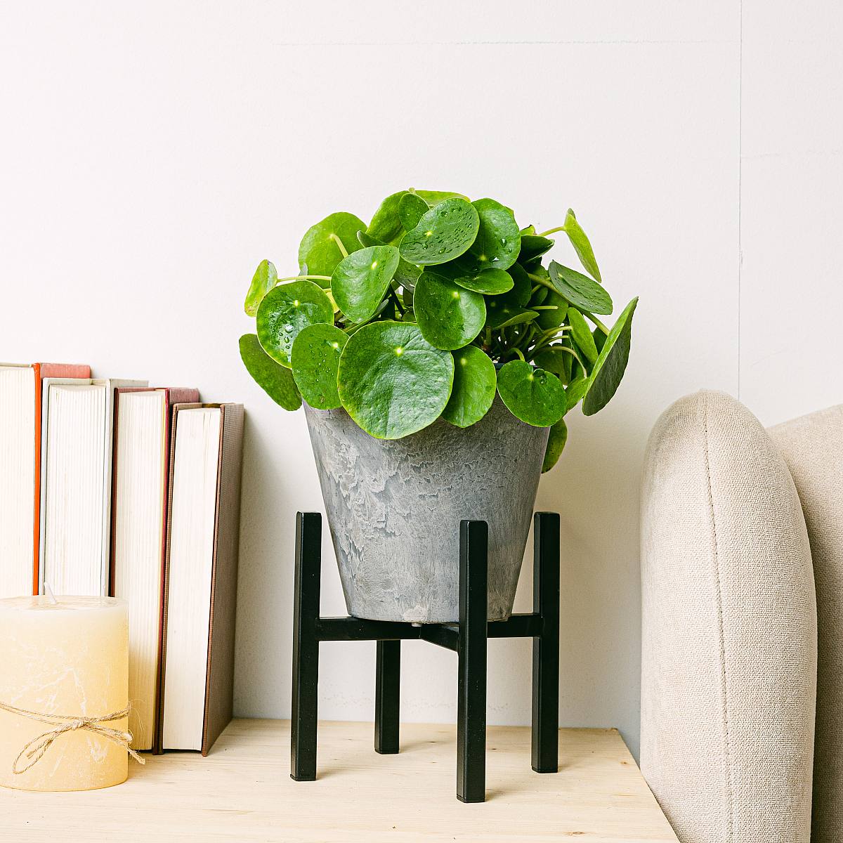 Kinesisk penningväxt picture 3