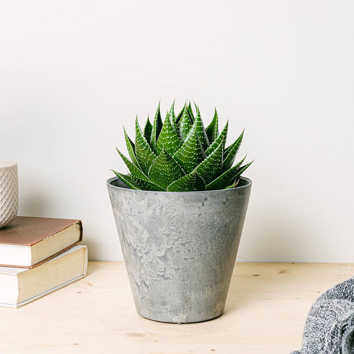 Wilde aloë picture 2