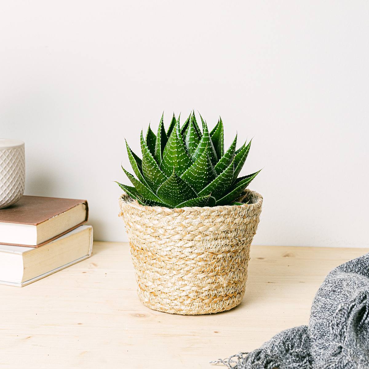 Wilde aloë picture 3