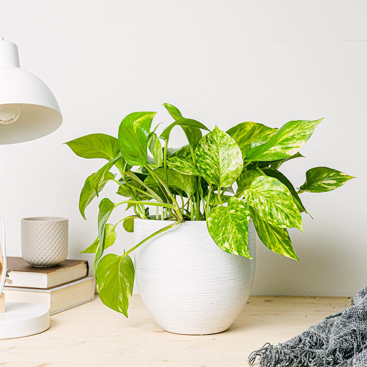 Potos - Rychlý růst picture 4