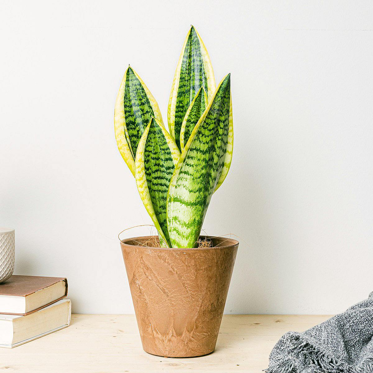 Sansevieria - čistička vzduchu picture 1