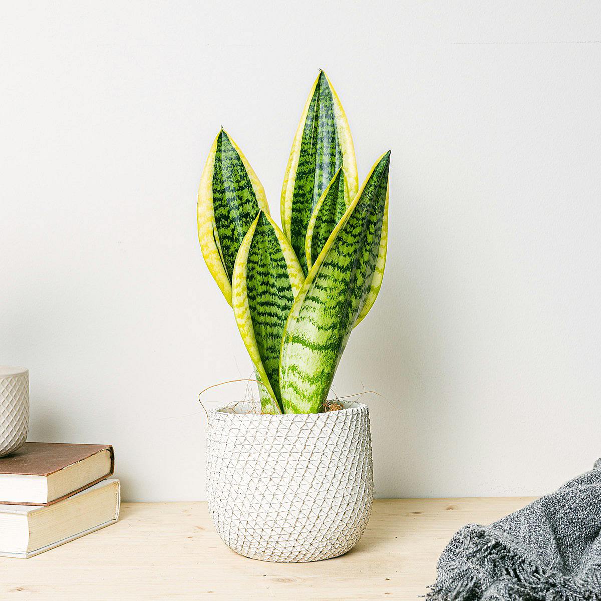 Sansevieria - čistička vzduchu picture 2