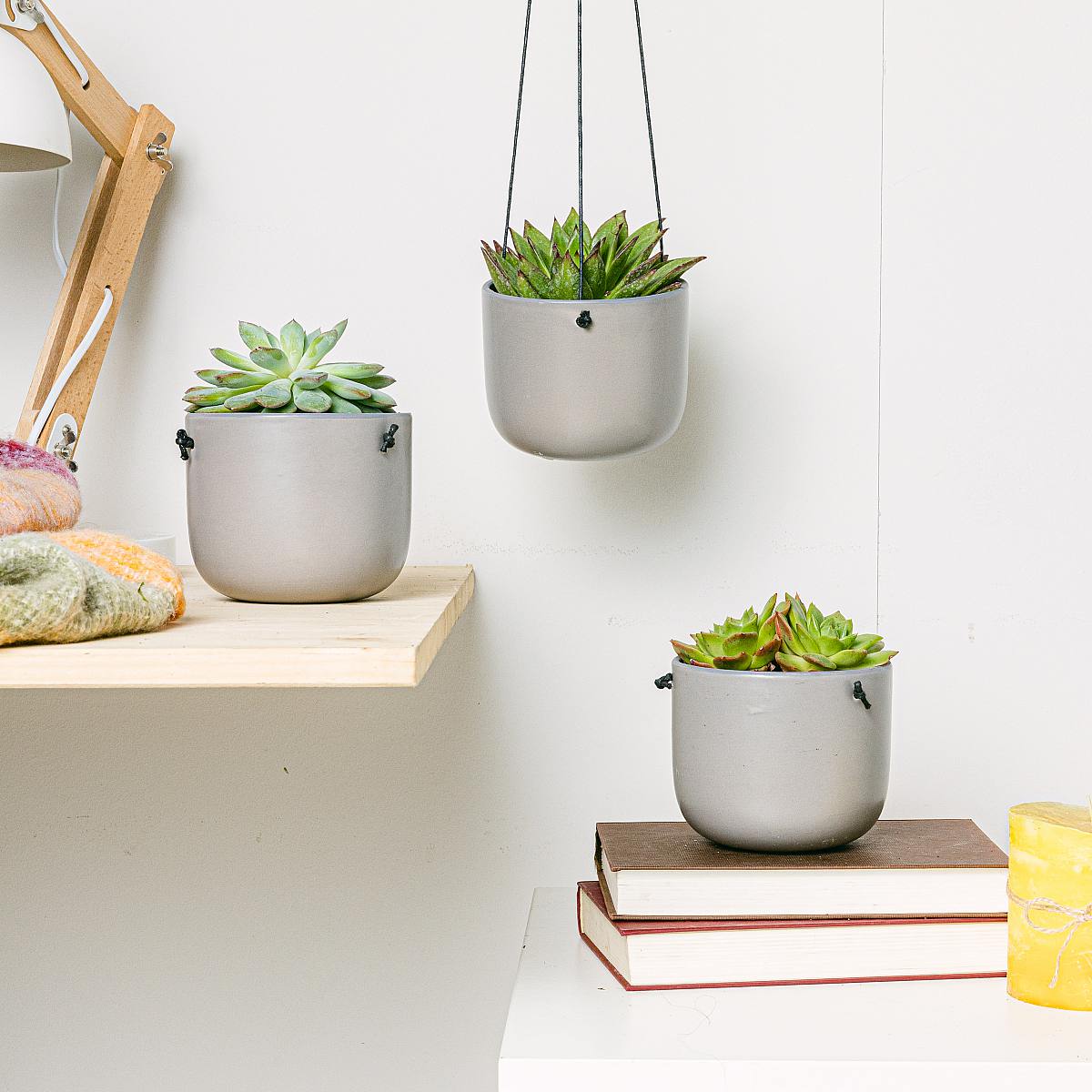 Sukulentní trio picture 0