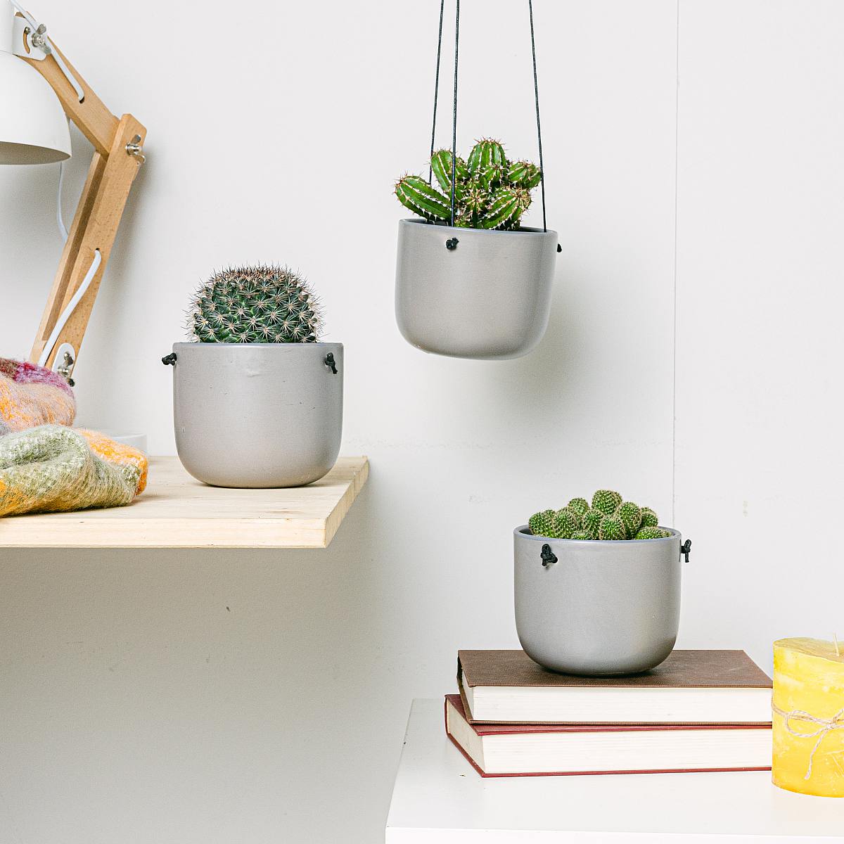 Immortal Cactus Trio picture 0