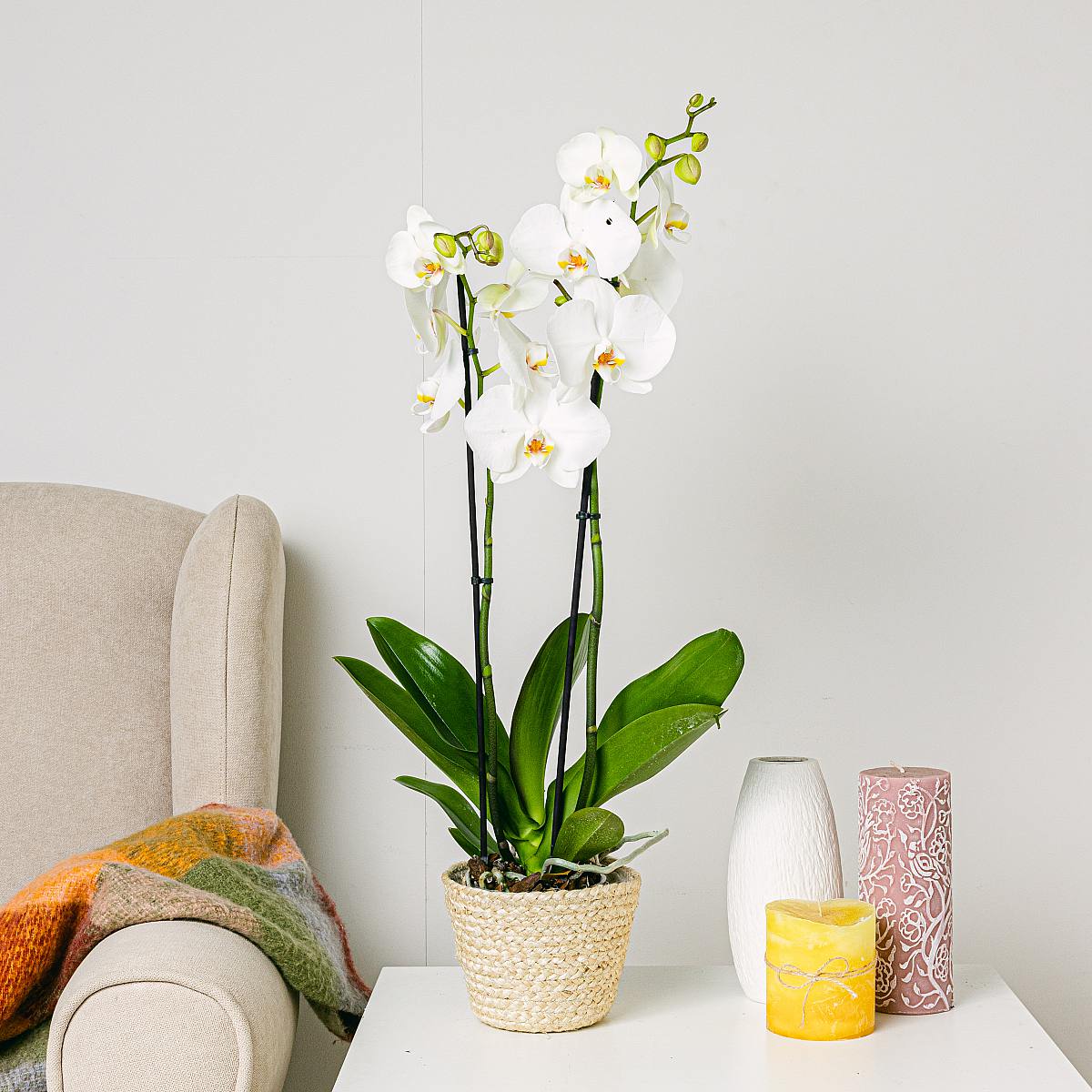 Biała orchidea picture 0