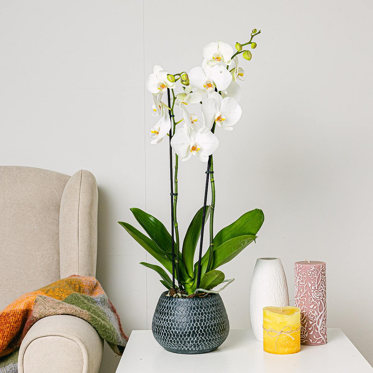 Biała orchidea picture 1